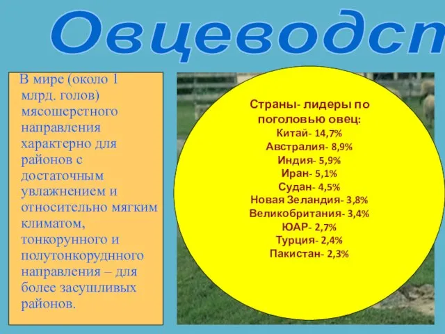 В мире (около 1 млрд. голов) мясошерстного направления характерно для районов с