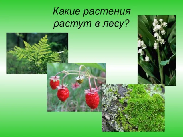 Какие растения растут в лесу?