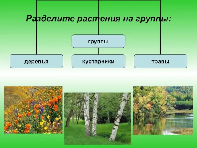 Разделите растения на группы: