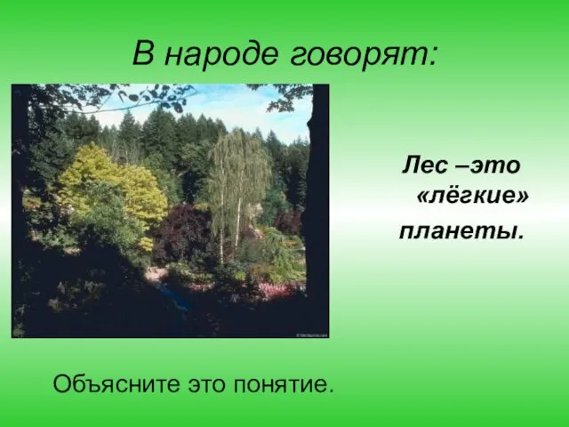 В народе говорят: Лес –это «лёгкие» планеты. Объясните это понятие.