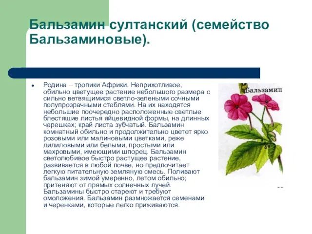 Бальзамин султанский (семейство Бальзаминовые). Родина – тропики Африки. Неприхотливое, обильно цветущее растение