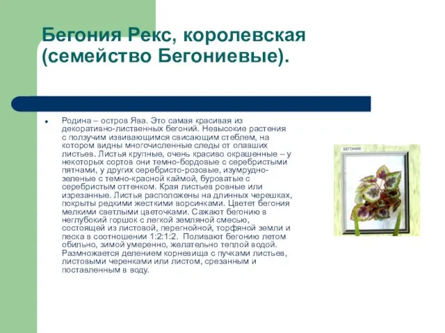 Бегония Рекс, королевская (семейство Бегониевые). Родина – остров Ява. Это самая красивая