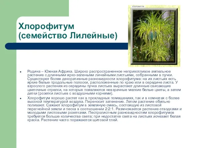 Хлорофитум (семейство Лилейные) Родина – Южная Африка. Широко распространенное неприхотливое ампельное растение