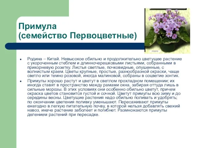 Примула (семейство Первоцветные) Родина – Китай. Невысокое обильно и продолжительно цветущее растение