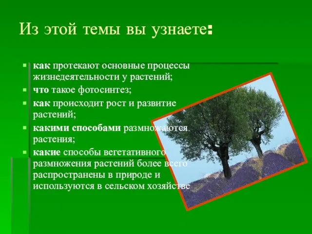 Из этой темы вы узнаете: как протекают основные процессы жизнедеятельности у растений;