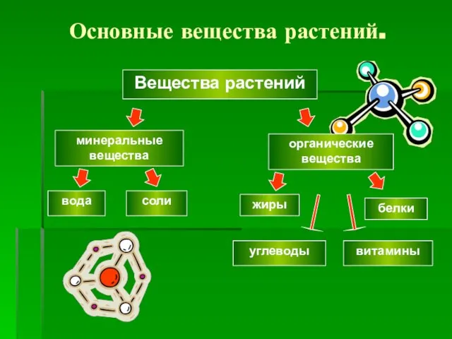 Основные вещества растений. Вещества растений минеральные вещества вода соли органические вещества белки жиры углеводы витамины