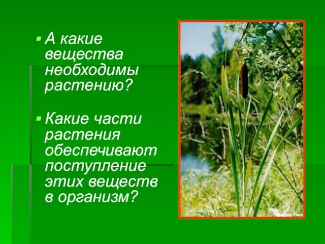 А какие вещества необходимы растению? Какие части растения обеспечивают поступление этих веществ в организм?