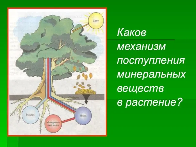 Каков механизм поступления минеральных веществ в растение?