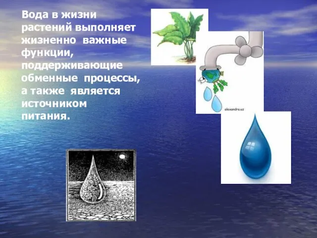 Вода в жизни растений выполняет жизненно важные функции, поддерживающие обменные процессы, а также является источником питания.