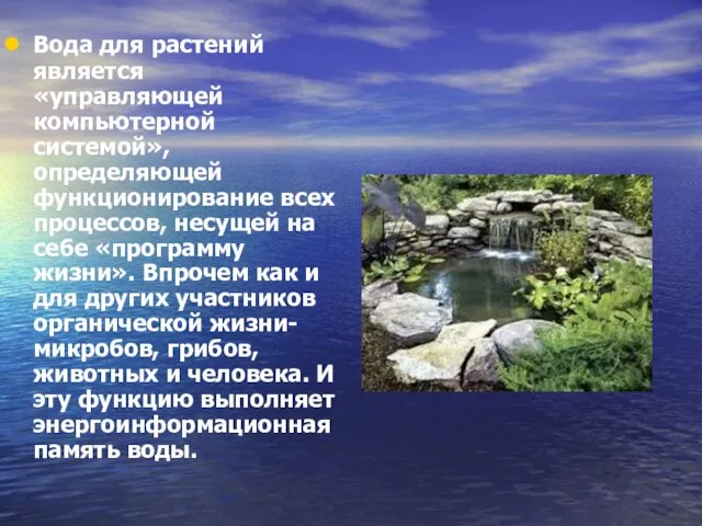 Вода для растений является «управляющей компьютерной системой», определяющей функционирование всех процессов, несущей