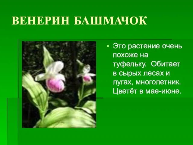 ВЕНЕРИН БАШМАЧОК Это растение очень похоже на туфельку. Обитает в сырых лесах