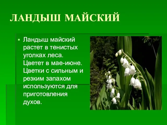 ЛАНДЫШ МАЙСКИЙ Ландыш майский растет в тенистых уголках леса. Цветет в мае-июне.