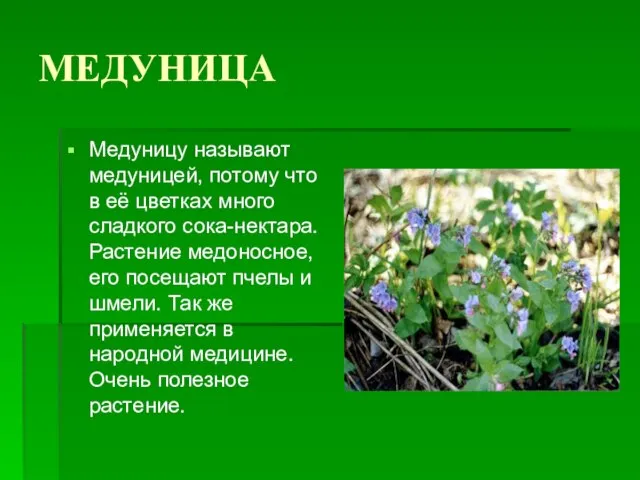 МЕДУНИЦА Медуницу называют медуницей, потому что в её цветках много сладкого сока-нектара.
