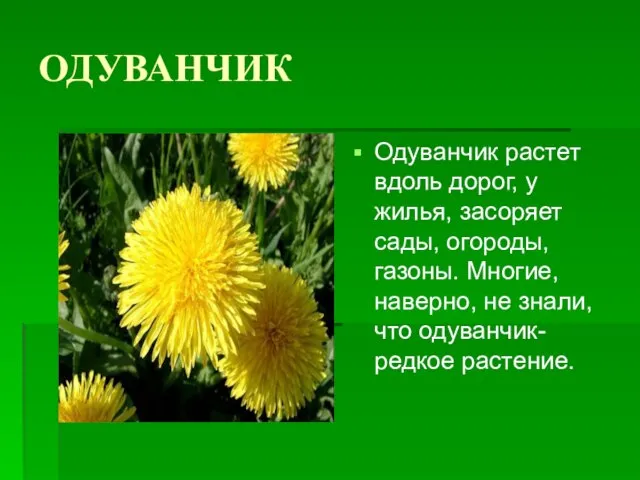 ОДУВАНЧИК Одуванчик растет вдоль дорог, у жилья, засоряет сады, огороды, газоны. Многие,