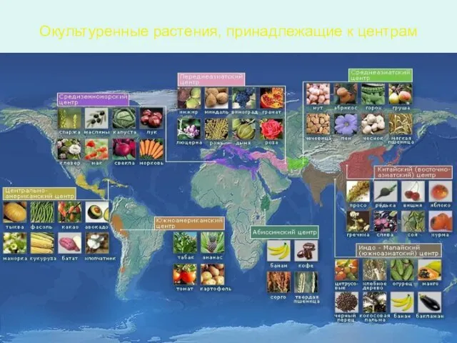 Окультуренные растения, принадлежащие к центрам