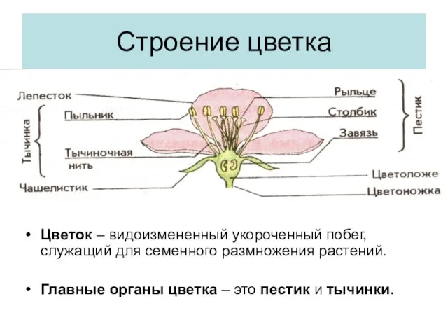 Строение цветка Цветок – видоизмененный укороченный побег, служащий для семенного размножения растений.