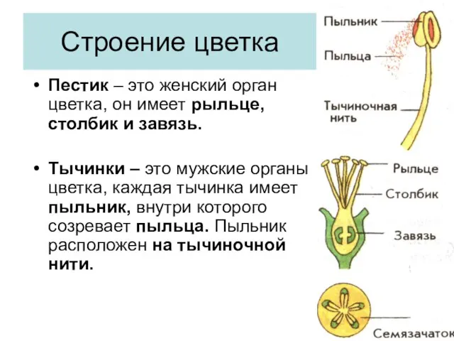 Строение цветка Пестик – это женский орган цветка, он имеет рыльце, столбик