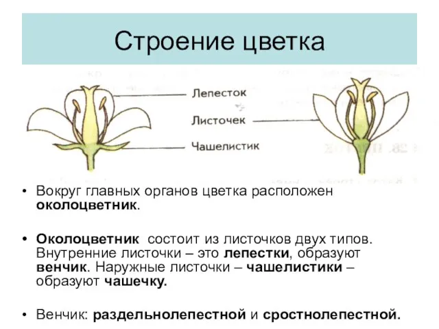 Строение цветка Вокруг главных органов цветка расположен околоцветник. Околоцветник состоит из листочков