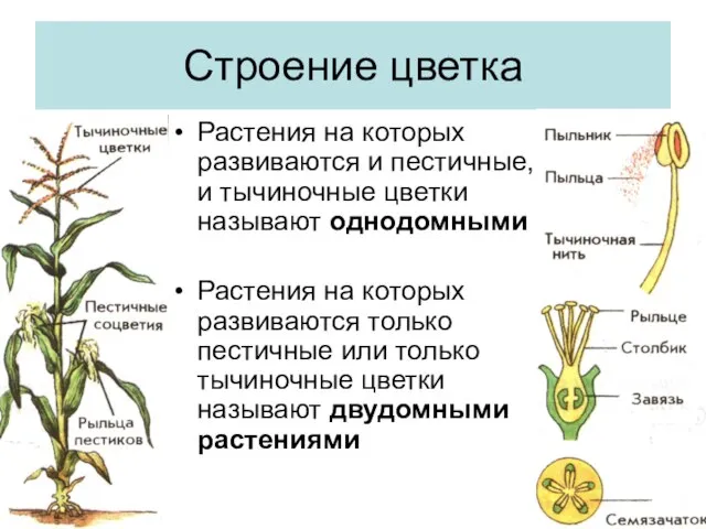 Строение цветка Растения на которых развиваются и пестичные, и тычиночные цветки называют