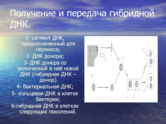 Получение и передача гибридной ДНК. 1- сегмент ДНК, предназначенный для переноса; 2-