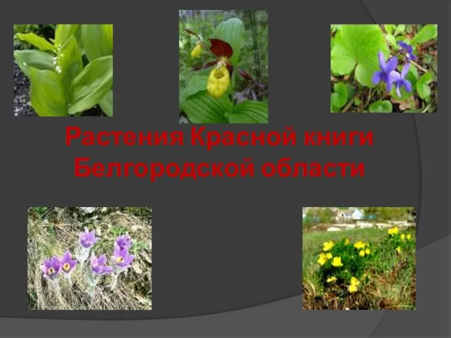 Растения Красной книги Белгородской области