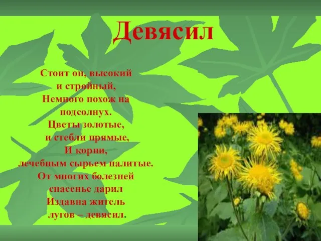 Девясил Стоит он, высокий и стройный, Немного похож на подсолнух. Цветы золотые,