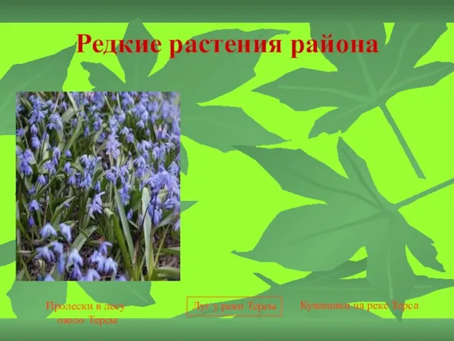 Редкие растения района Пролески в лесу около Терсы Луг у реки Терсы Кувшинки на реке Терса