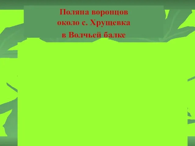 Поляна воронцов около с. Хрущевка в Волчьей балке