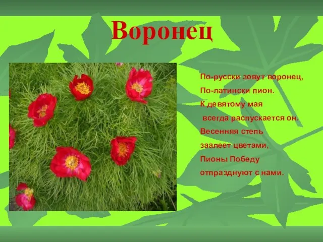 Воронец По-русски зовут воронец, По-латински пион. К девятому мая всегда распускается он.