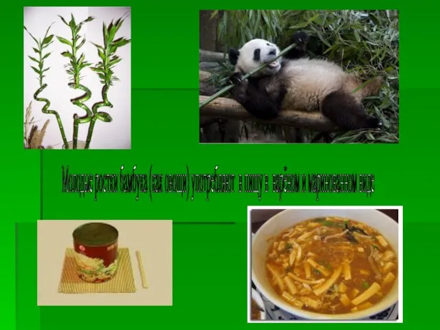 Молодые ростки бамбука (как овощи) употребляют в пищу в варёном и маринованном виде