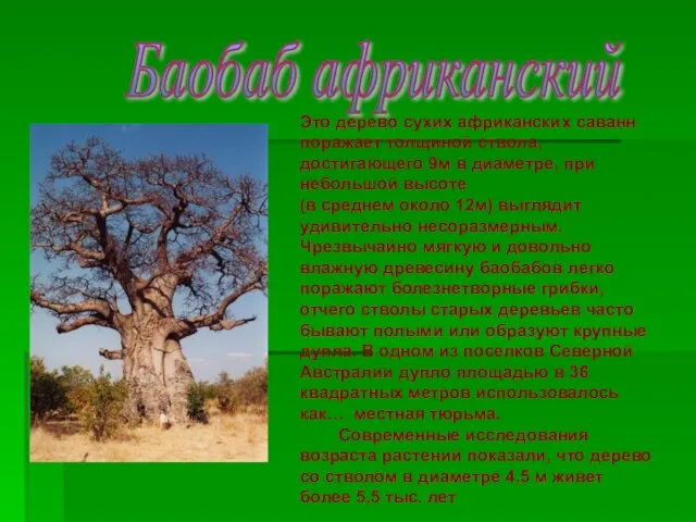 Баобаб африканский Это дерево сухих африканских саванн поражает толщиной ствола, достигающего 9м
