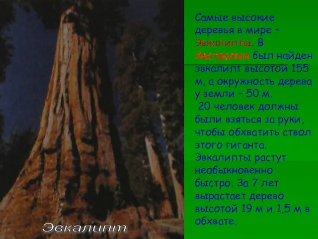 Эвкалипт Самые высокие деревья в мире –Эвкалипты. В Австралии был найден эвкалипт
