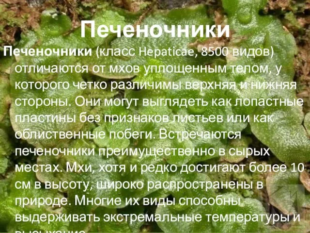 Печеночники Печеночники (класс Hepaticae, 8500 видов) отличаются от мхов уплощенным телом, у