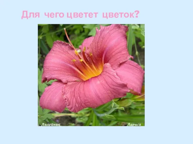 Для чего цветет цветок?