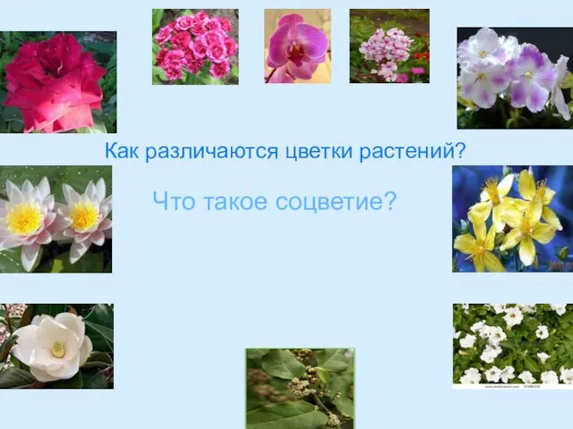 Как различаются цветки растений? Что такое соцветие?