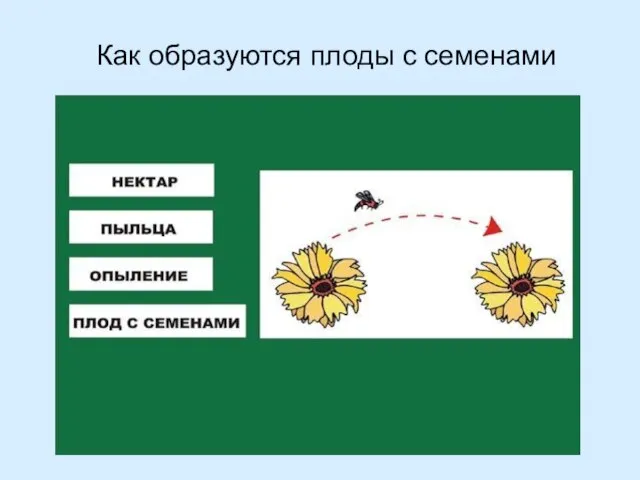 Как образуются плоды с семенами