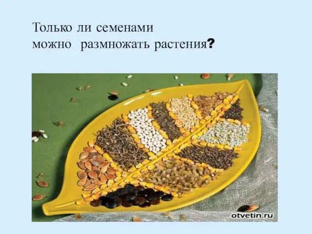 Только ли семенами можно размножать растения?