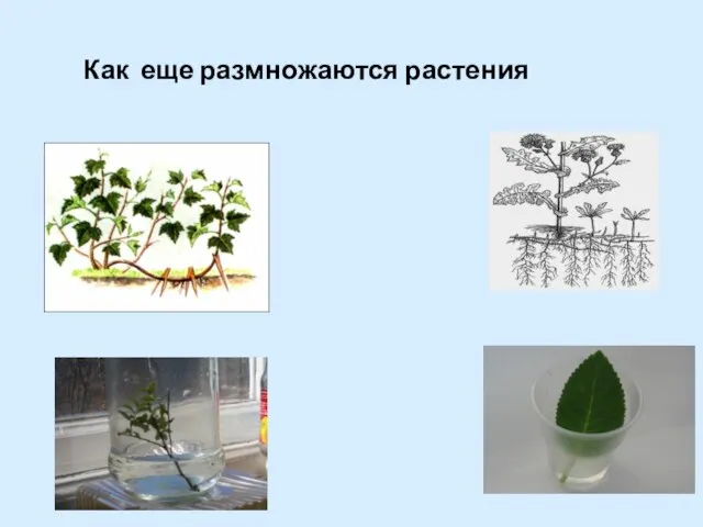 Как еще размножаются растения