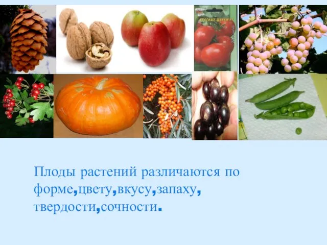 Плоды растений различаются по форме,цвету,вкусу,запаху, твердости,сочности.