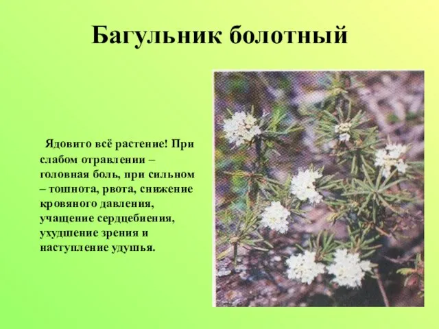 Багульник болотный Ядовито всё растение! При слабом отравлении – головная боль, при