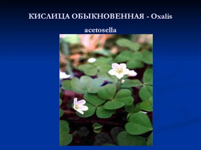 КИСЛИЦА ОБЫКНОВЕННАЯ - Oxalis acetosella