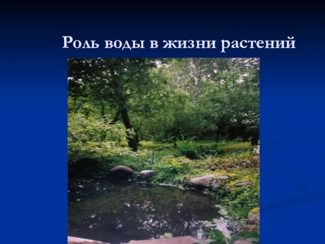 Роль воды в жизни растений