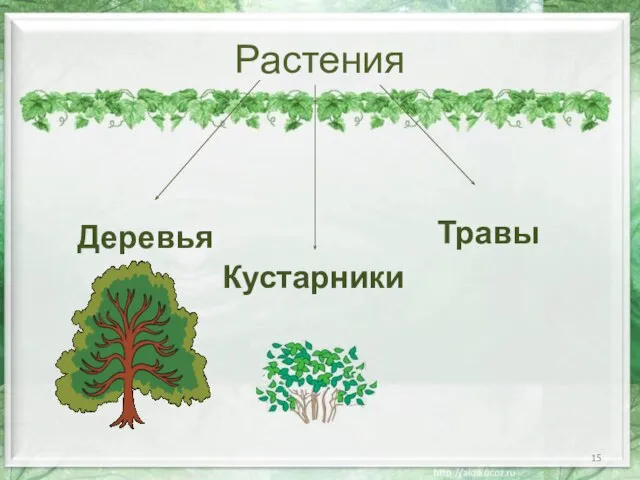 Растения Деревья Кустарники Травы