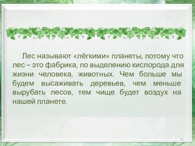 Лес называют «лёгкими» планеты, потому что лес – это фабрика, по выделению