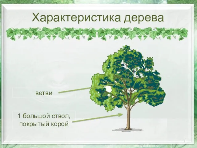 Характеристика дерева 1 большой ствол, покрытый корой ветви