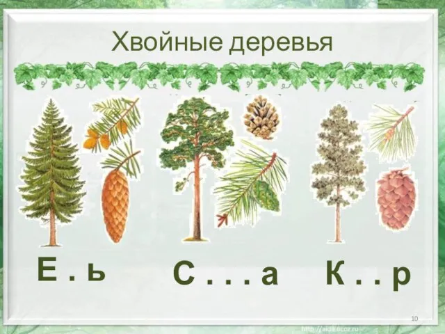 Хвойные деревья Е . ь С . . . а К . . р