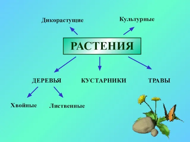 РАСТЕНИЯ ДЕРЕВЬЯ КУСТАРНИКИ Хвойные Лиственные Дикорастущие Культурные ТРАВЫ