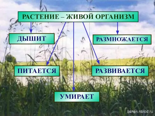 ДЫШИТ РАСТЕНИЕ – ЖИВОЙ ОРГАНИЗМ ПИТАЕТСЯ РАЗМНОЖАЕТСЯ РАЗВИВАЕТСЯ УМИРАЕТ