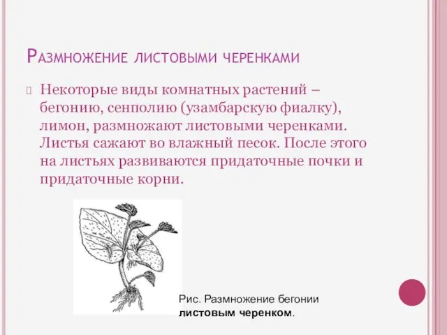 Размножение листовыми черенками Некоторые виды комнатных растений – бегонию, сенполию (узамбарскую фиалку),