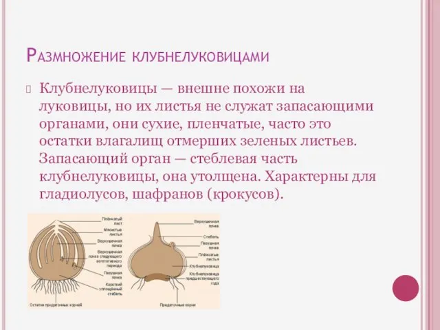 Размножение клубнелуковицами Клубнелуковицы — внешне похожи на луковицы, но их листья не